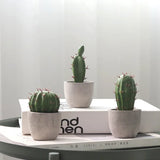 Collection de Cactus Artificiels