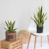 Plante Artificielle Sansevieria