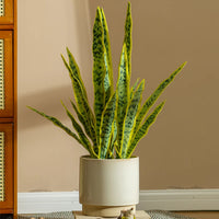 Plante Artificielle Sansevieria