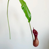 Plante Décorative Nepenthes Artificielle